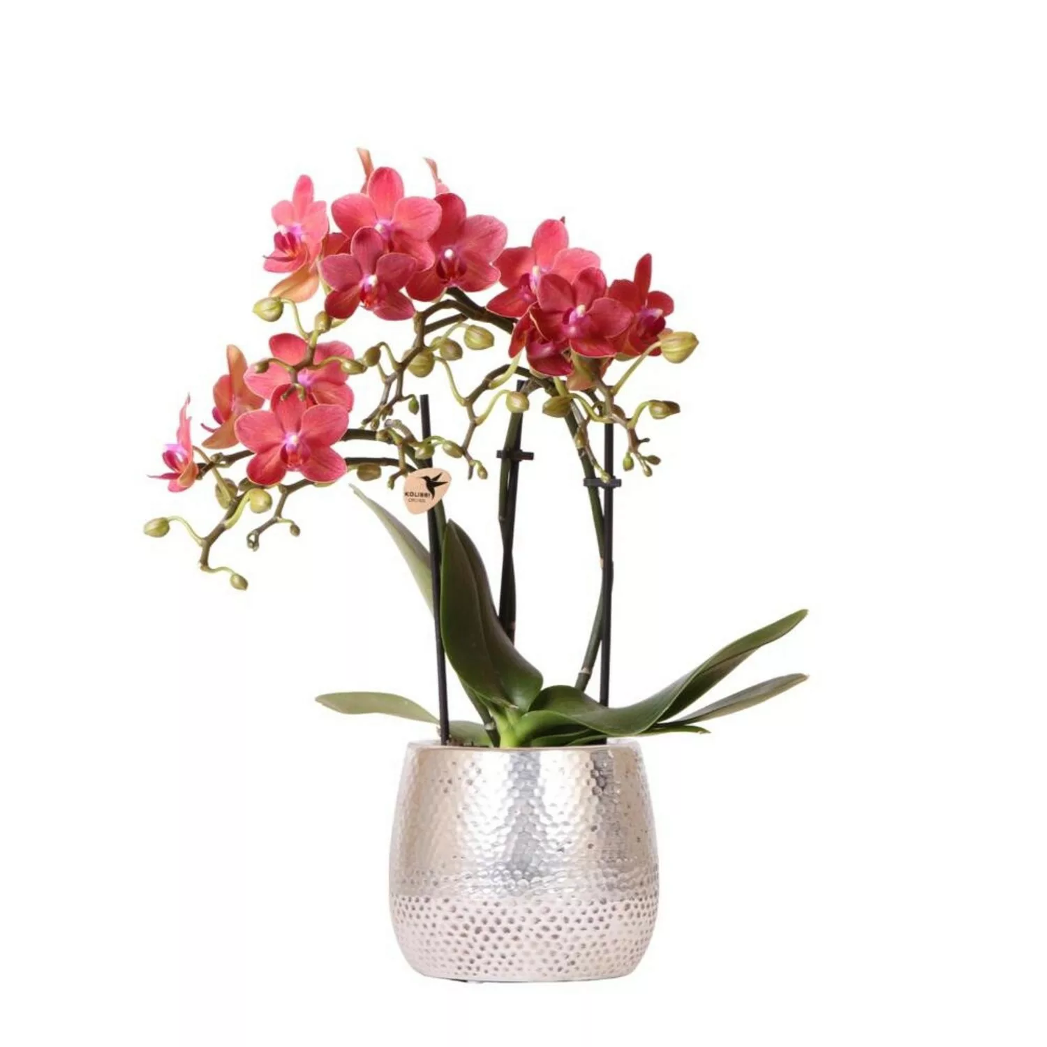 Kolibri Orchids Rote Phalaenopsis Orchidee Congo & Elite Topf Silber Topfgr günstig online kaufen