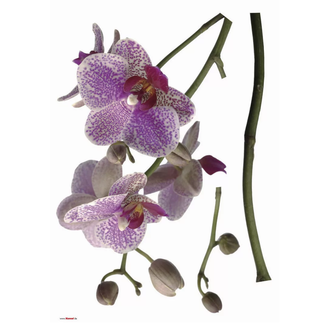 Komar Wandtattoo "Orchidee" günstig online kaufen