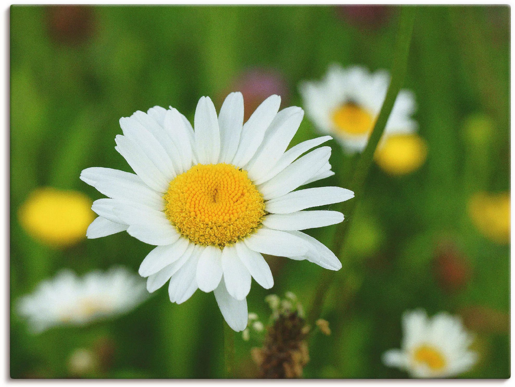 Artland Leinwandbild "Eine Margerite auf der Blumenwiese", Blumen, (1 St.), günstig online kaufen