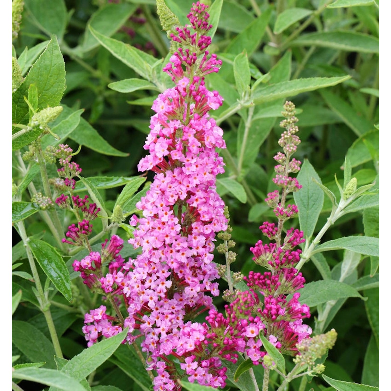 Schmetterlingsstrauch Soft Pink 30-40cm - Buddleja günstig online kaufen