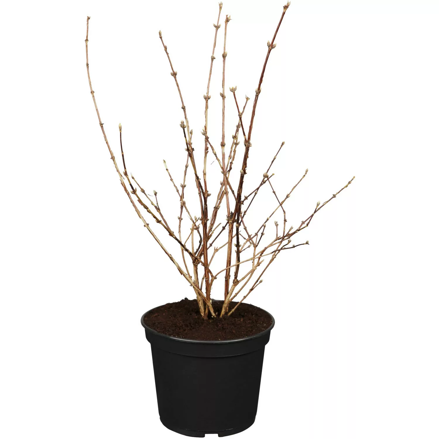 OBI Deutzie Mont Rose Rosa Höhe ca. 50 - 60 cm Topf ca. 3,5 l Deutzia günstig online kaufen