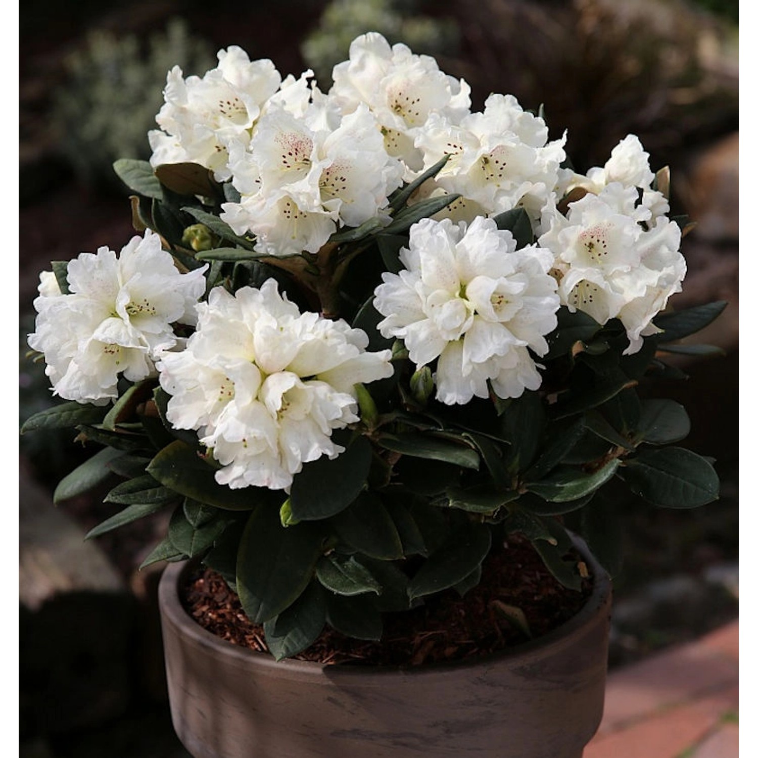 Großblumige Rhododendron Honigduft 40-50cm - Alpenrose günstig online kaufen