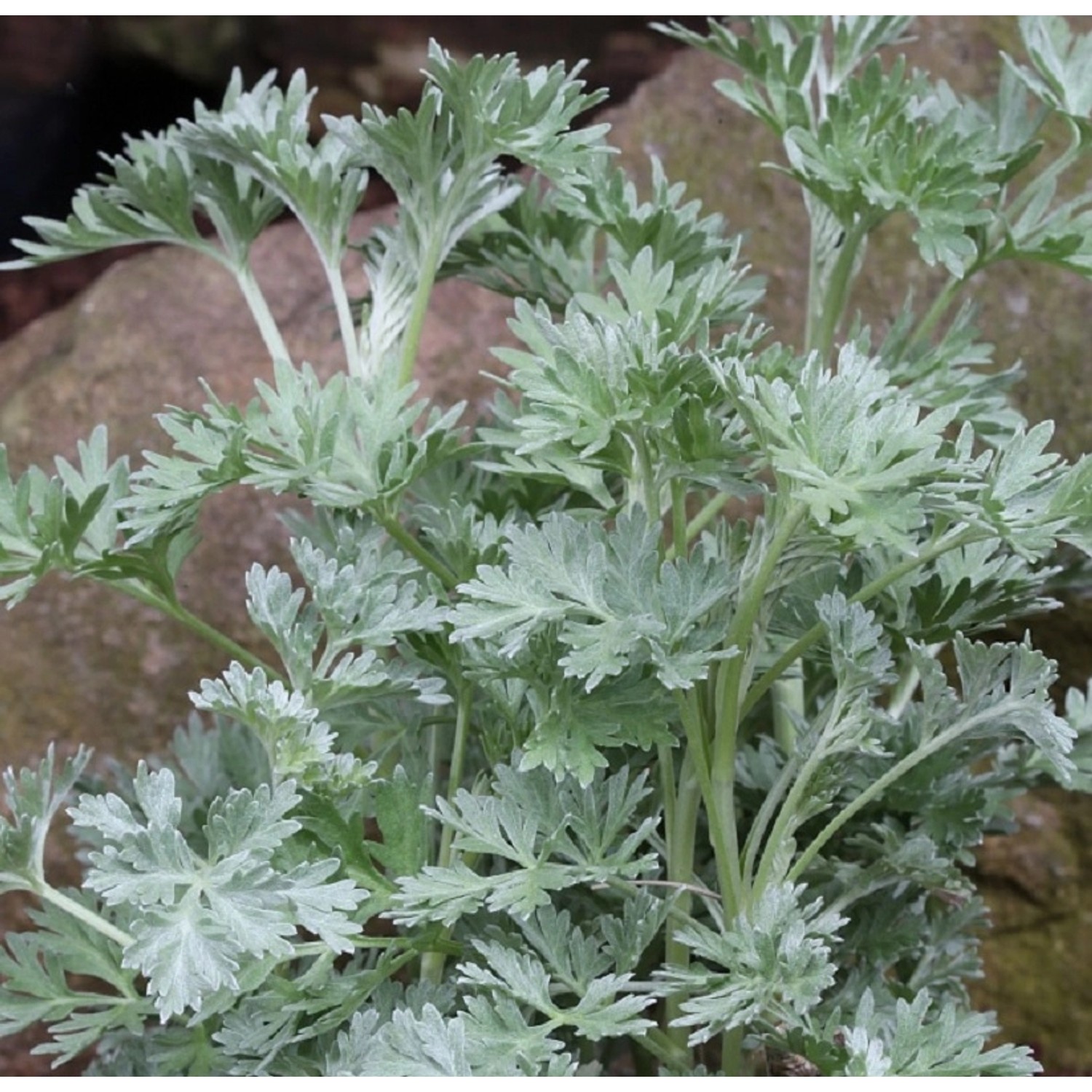 Wermut Lambrook Silver - Artemisia absinthium günstig online kaufen