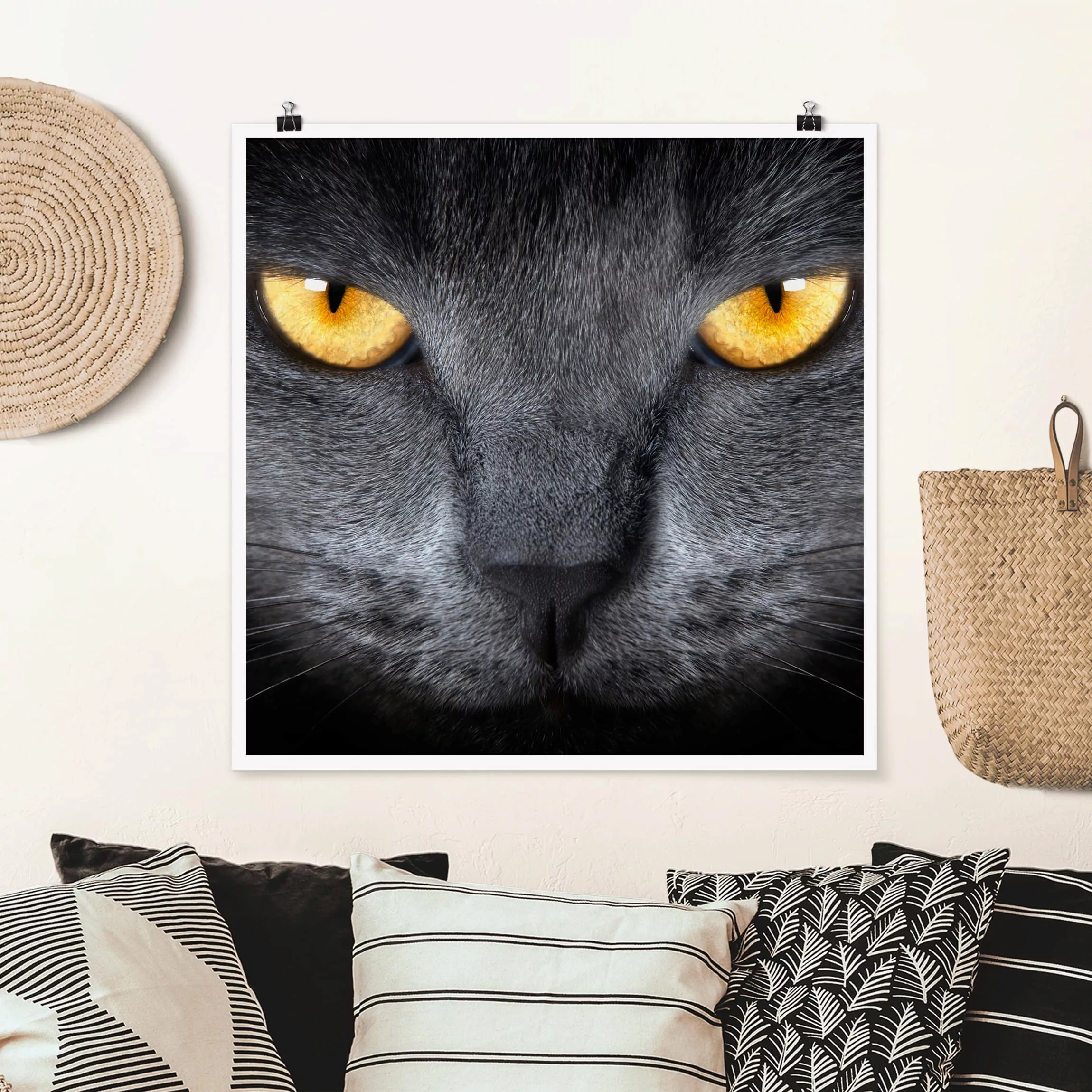 Poster Tiere - Quadrat Cats Gaze günstig online kaufen