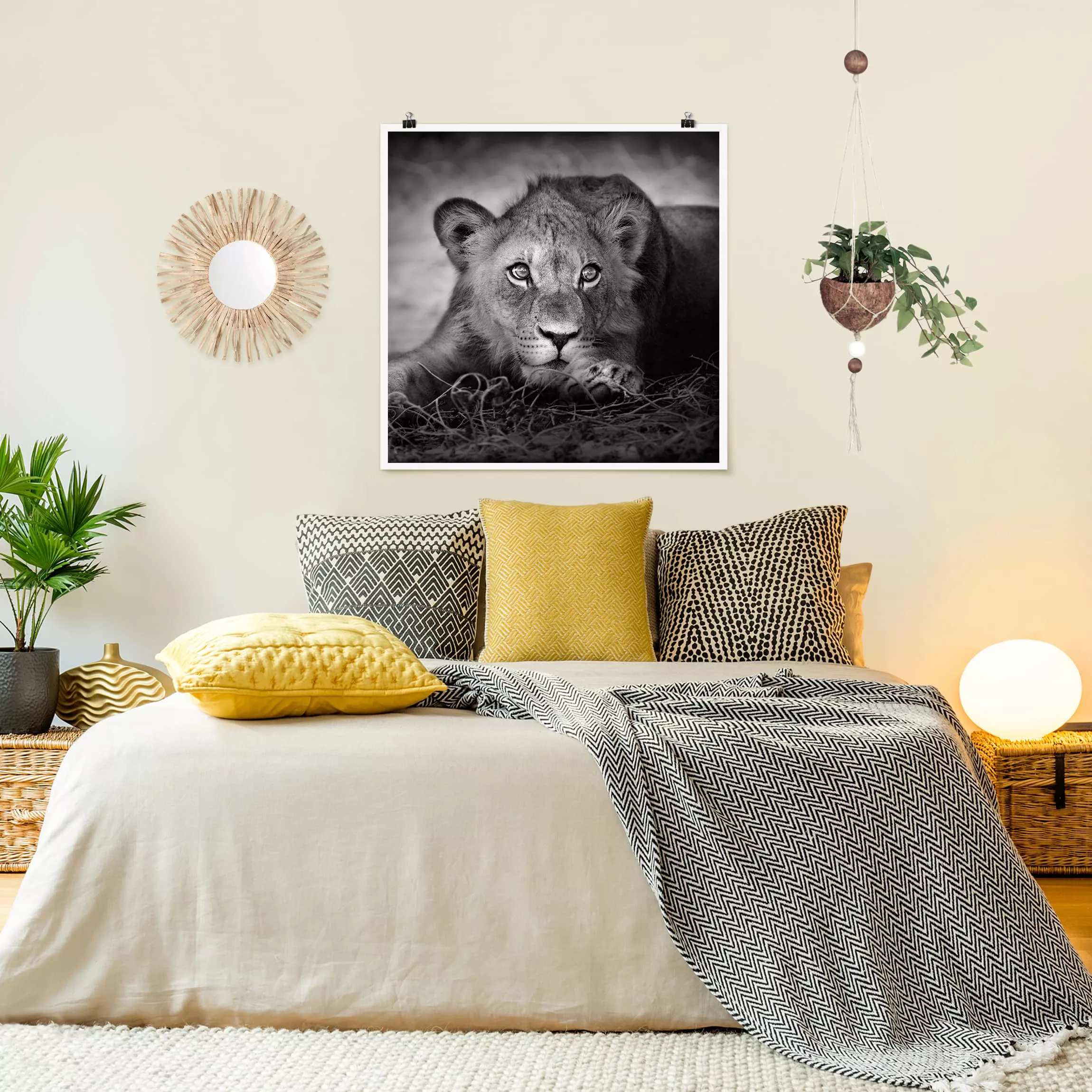 Poster Tiere - Quadrat Lurking Lionbaby günstig online kaufen