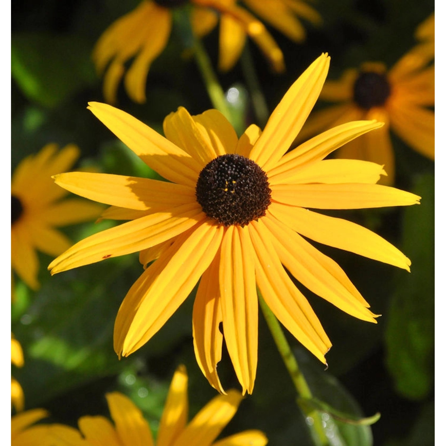 Sonnenhut Goldsturm - großer Topf - Rudbeckia fulgida günstig online kaufen