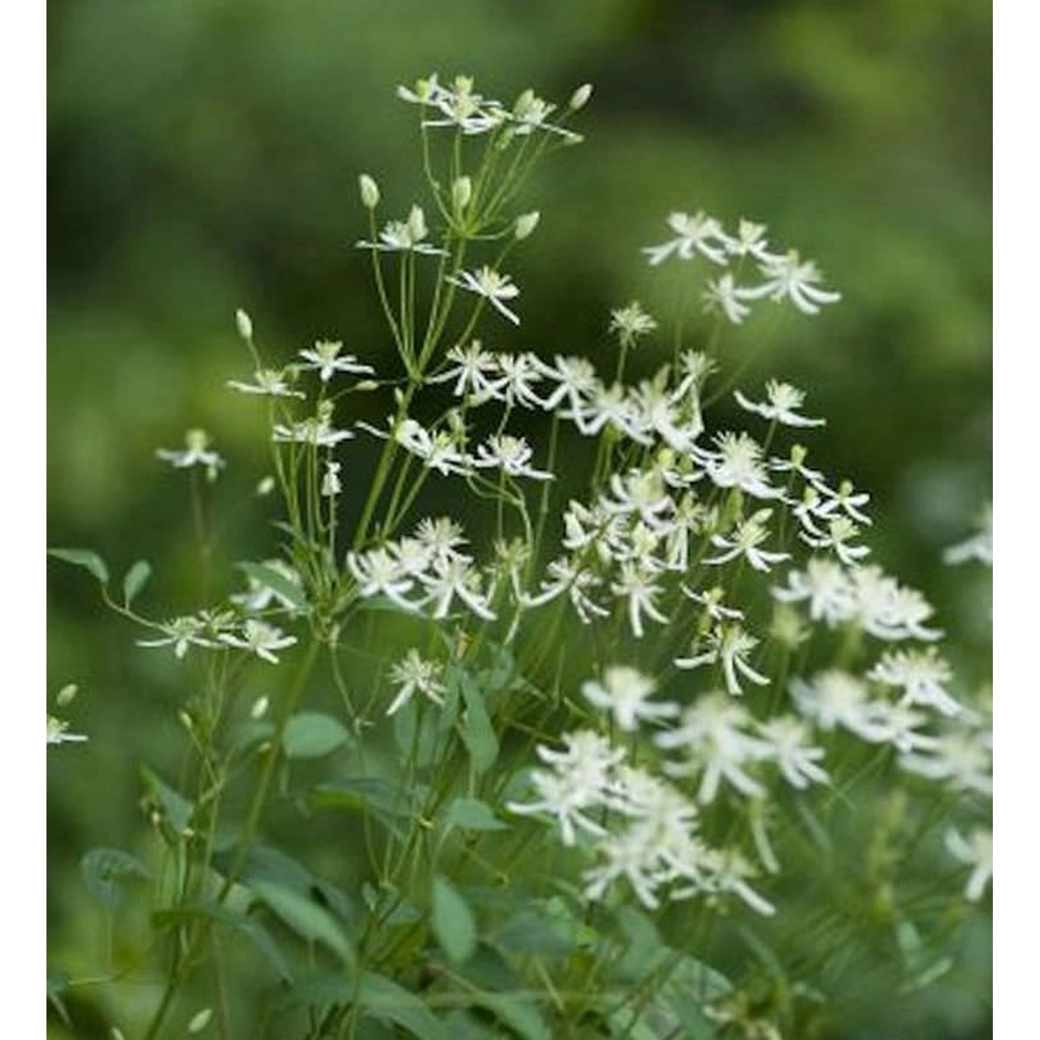 Staudenclematis Recta - Clematis recta günstig online kaufen