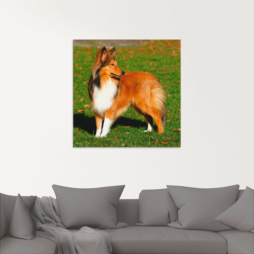 Artland Glasbild »Amerikanischer Collie«, Haustiere, (1 St.), in verschiede günstig online kaufen