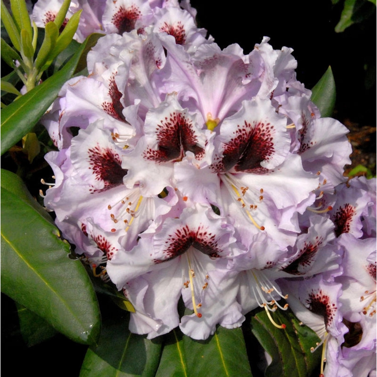 Großblumige Rhododendron Pinguin 30-40cm - Alpenrose günstig online kaufen