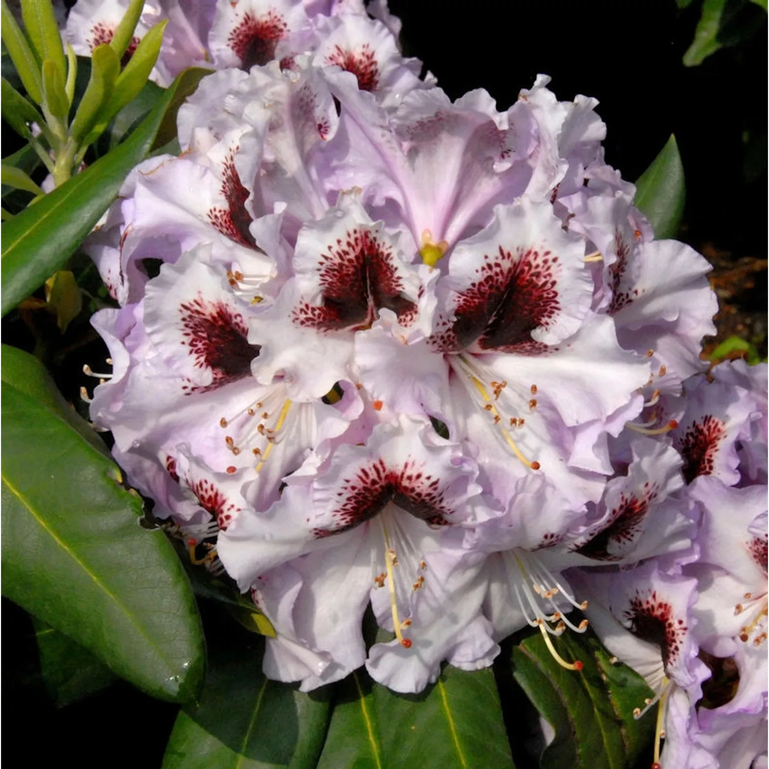 INKARHO - Großblumige Rhododendron Pinguin 30-40cm - Alpenrose günstig online kaufen