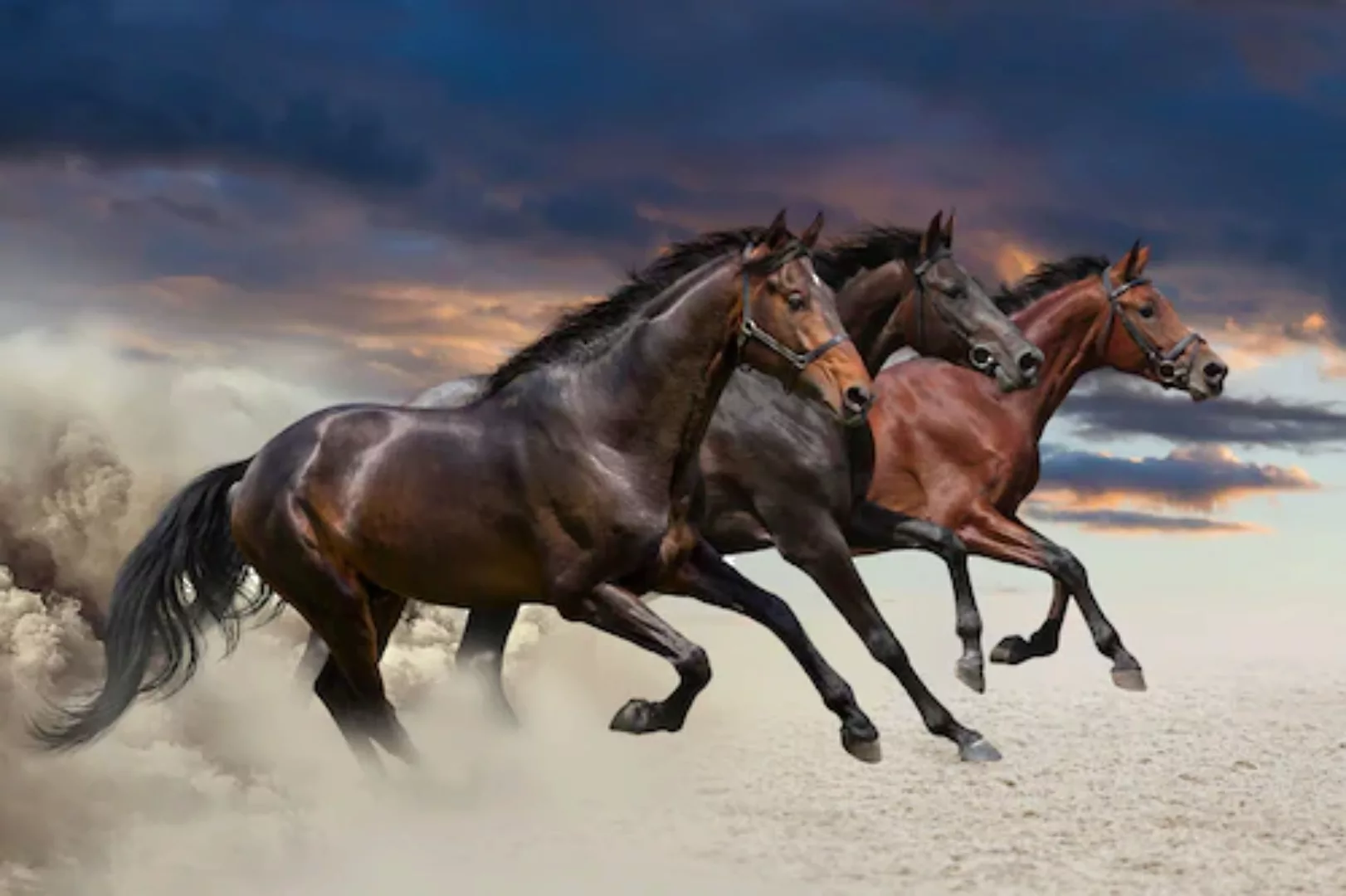Papermoon Fototapete »Pferde« günstig online kaufen