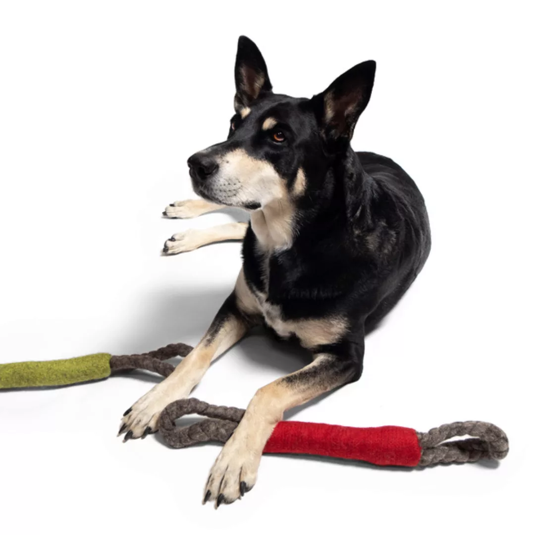 Hunde-zerrspielzeug Buddy günstig online kaufen