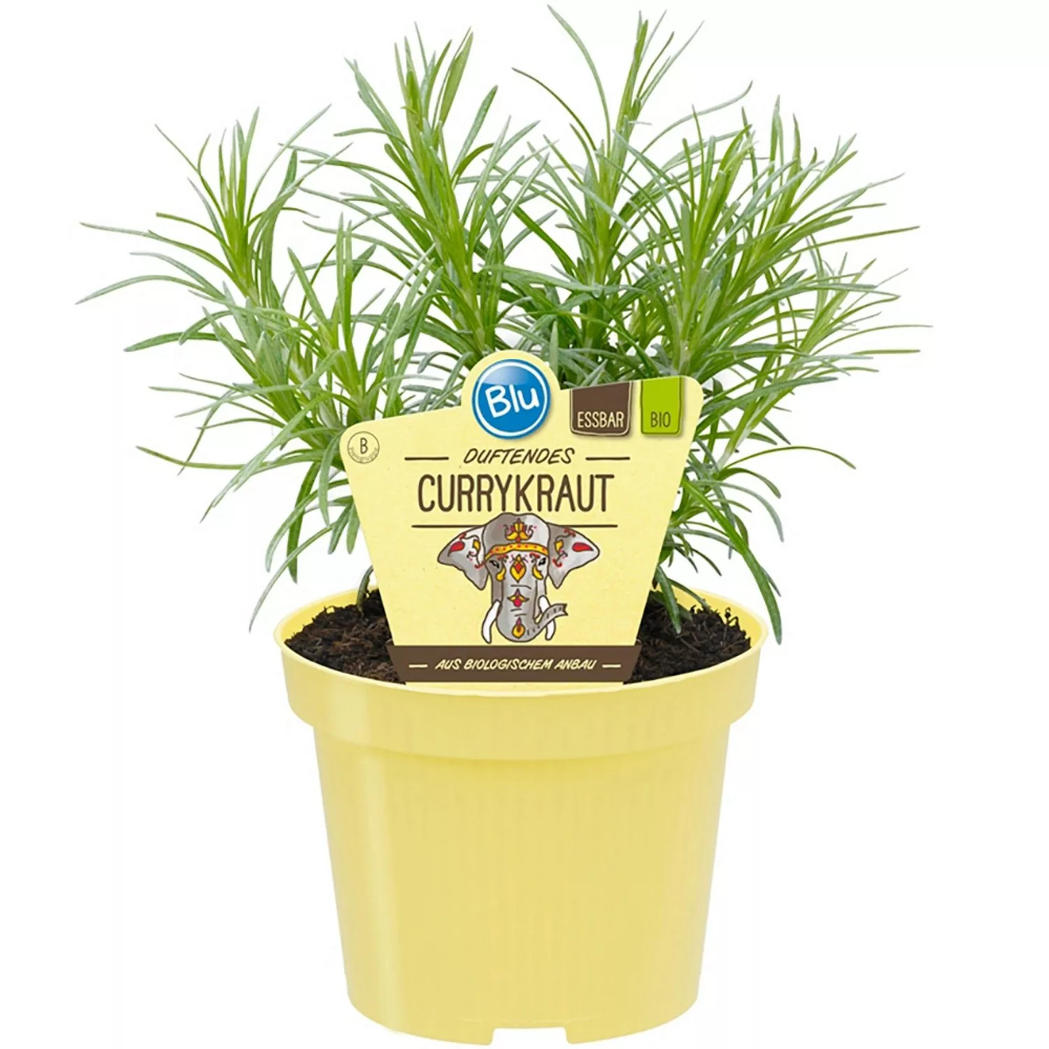 Blu Bio-Currykraut Topf-Ø ca. 12 cm Helichrysum günstig online kaufen