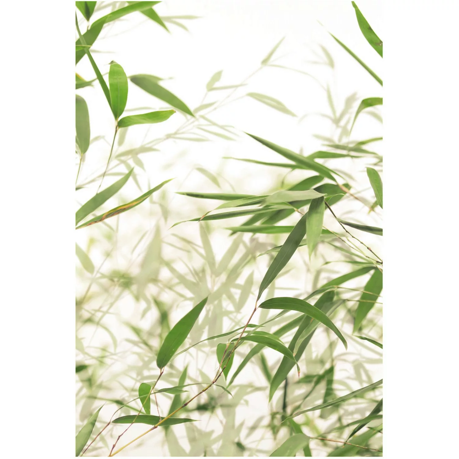 Komar Poster "Bamboo Leaves", Pflanzen-Blätter, (1 St.), Kinderzimmer, Schl günstig online kaufen