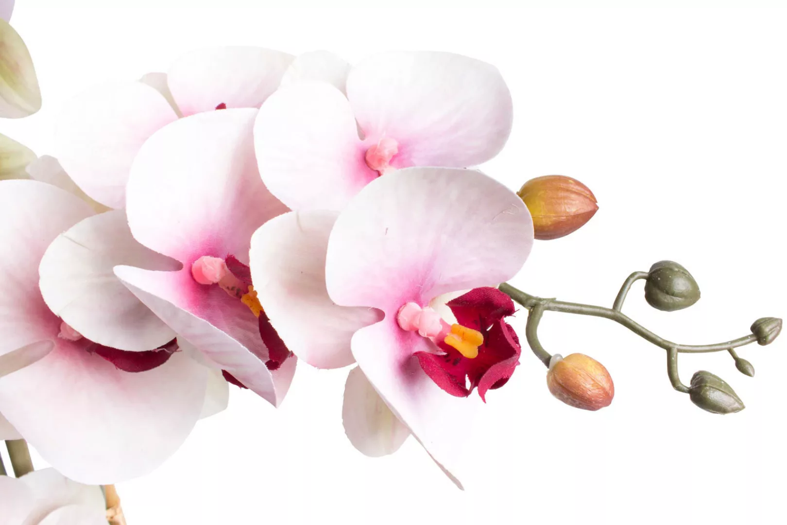 Botanic-Haus Kunstorchidee "Orchidee Bora" günstig online kaufen