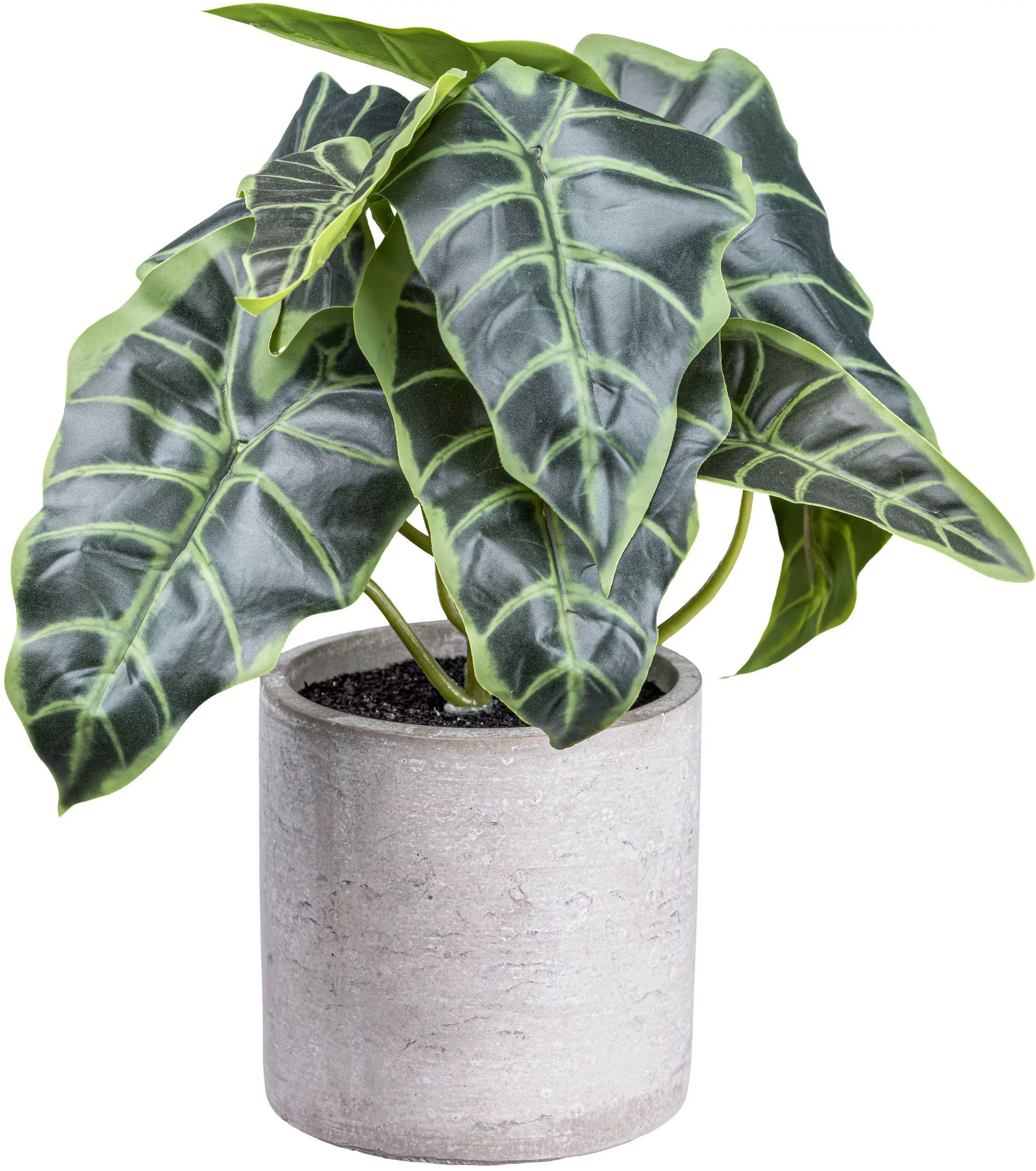 Creativ green Künstliche Zimmerpflanze "Anthurium", mit detailgetreuem Blat günstig online kaufen