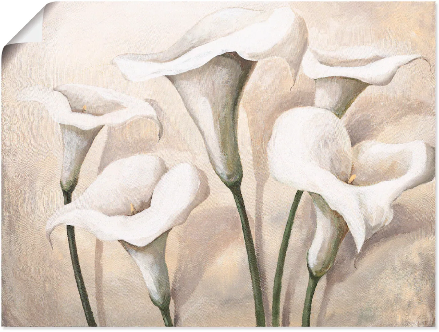 Artland Wandbild »Callas I«, Blumen, (1 St.), als Leinwandbild, Poster, Wan günstig online kaufen