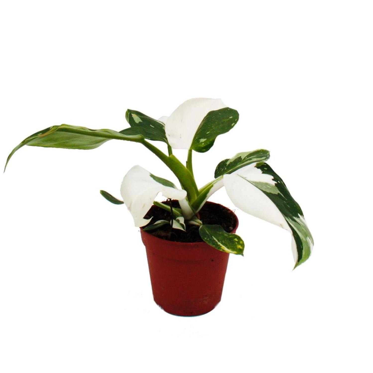 Exotenherz Philodendron White Princess Weißgrüner Baumfreund 12cm Topf günstig online kaufen