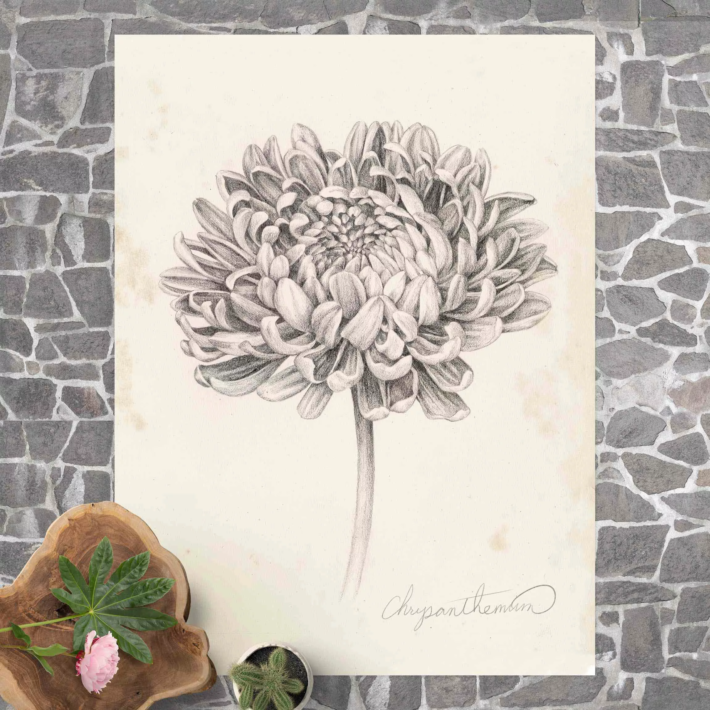 Vinyl-Teppich Botanische Studie Chrysantheme II günstig online kaufen