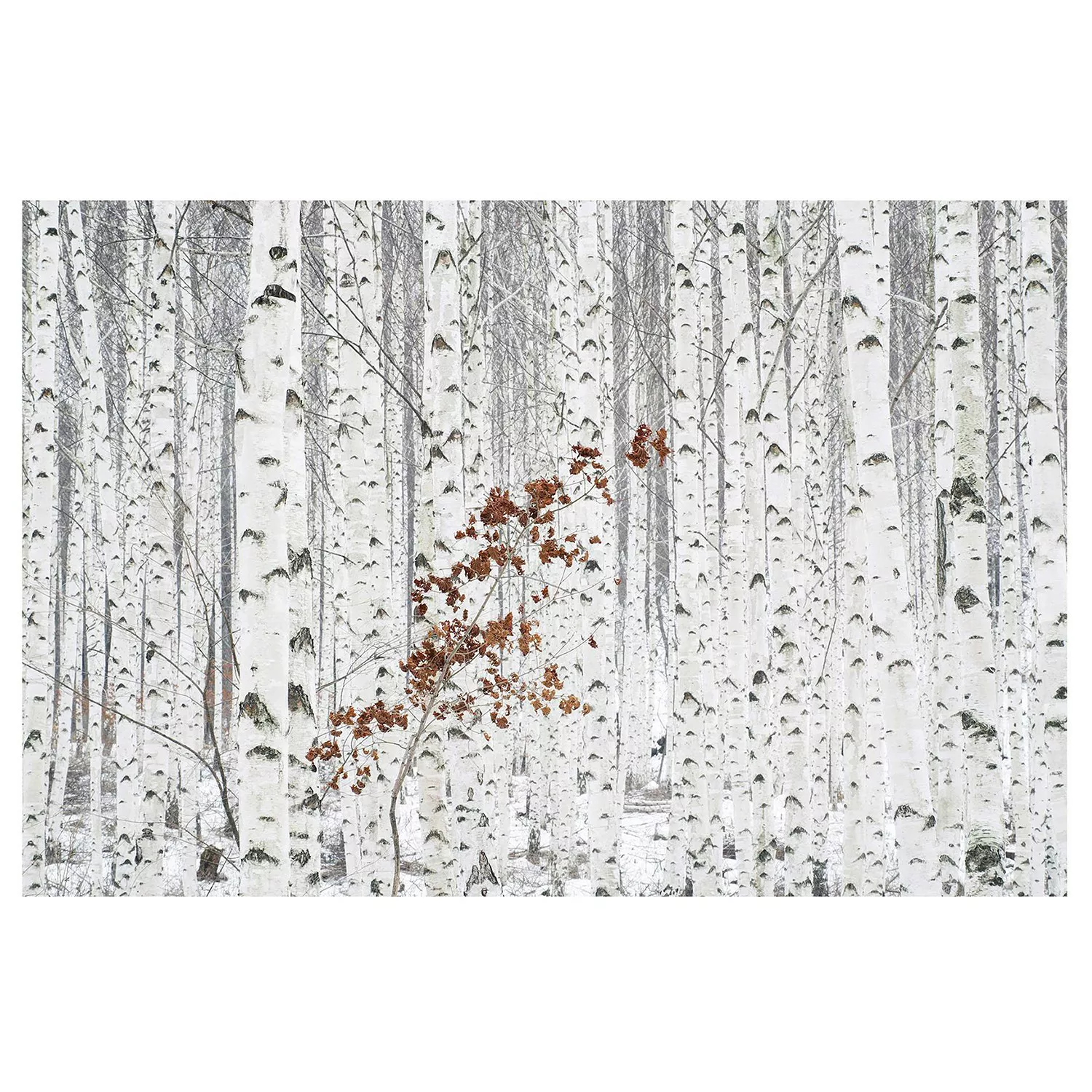Bilderwelten Fototapete Birken im Herbst weiß Gr. 384 x 255 günstig online kaufen
