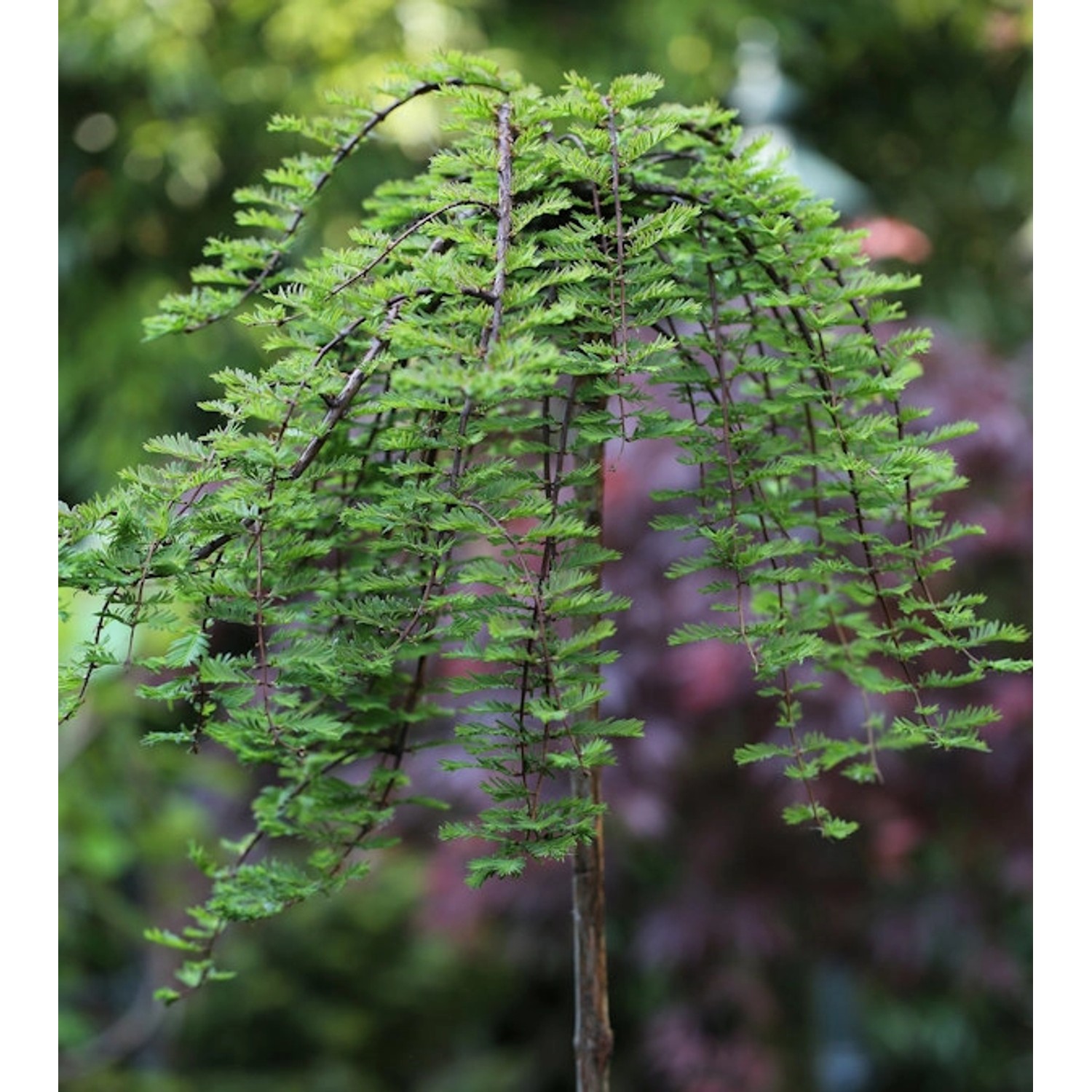 Hochstamm Hängesumpfzypresse 125-150cm - Taxodium distichum günstig online kaufen