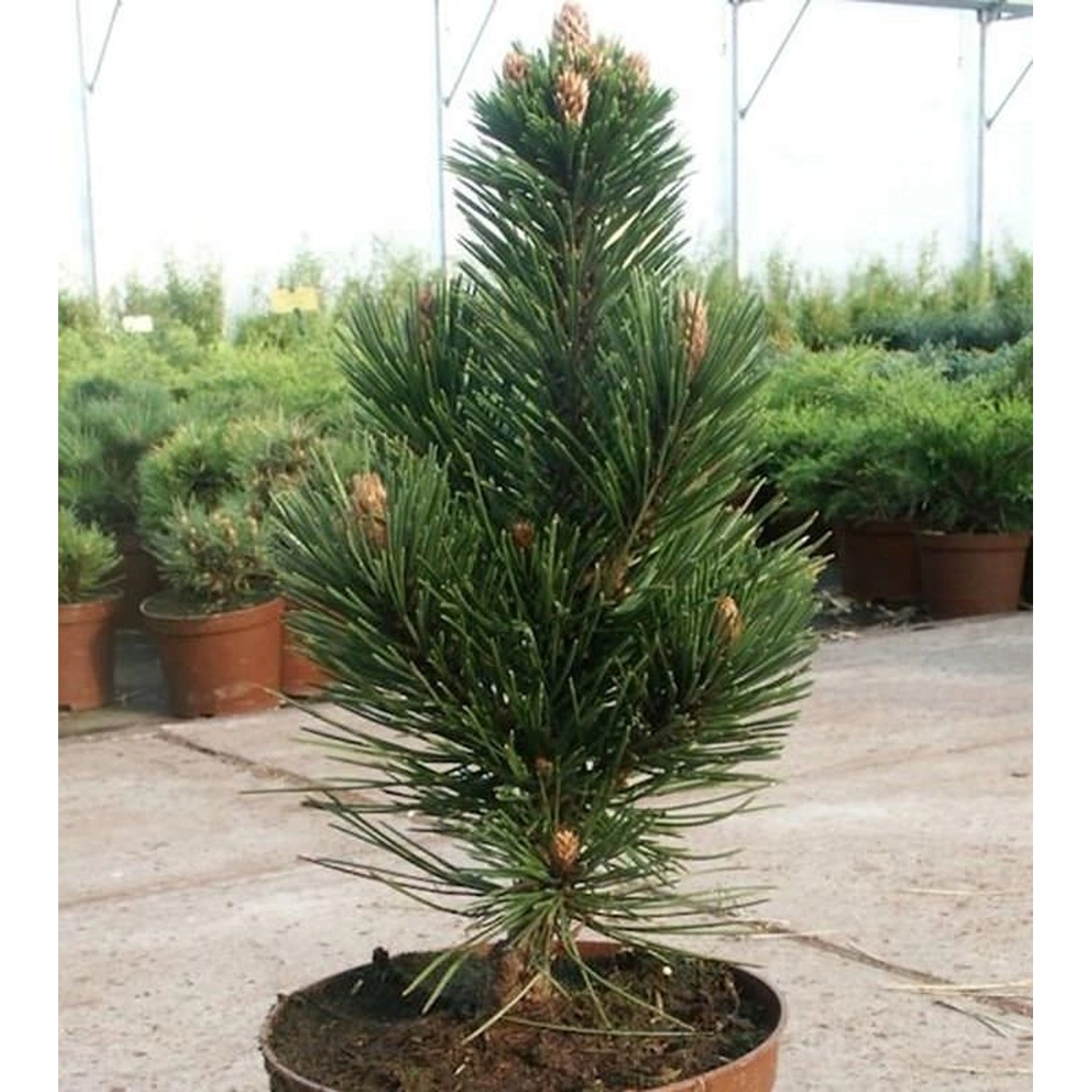 Schlangenhautkiefer Helmers Japan 30-40cm - Pinus leucodermis günstig online kaufen