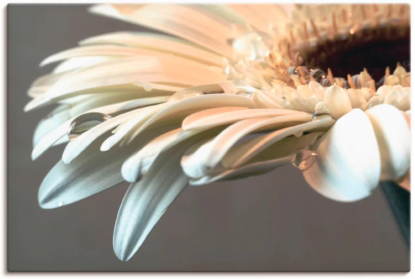 Artland Wandbild "Blüte einer Gerbera", Blumen, (1 St.), als Leinwandbild, günstig online kaufen