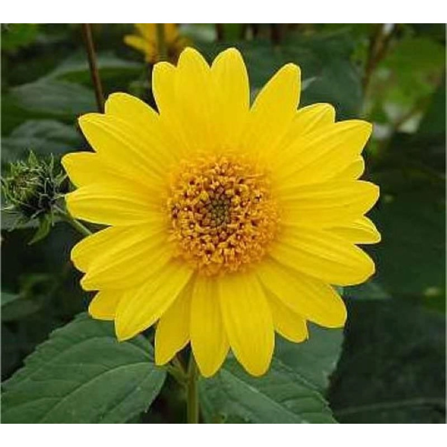 Topinambur - Helianthus tuberosus günstig online kaufen