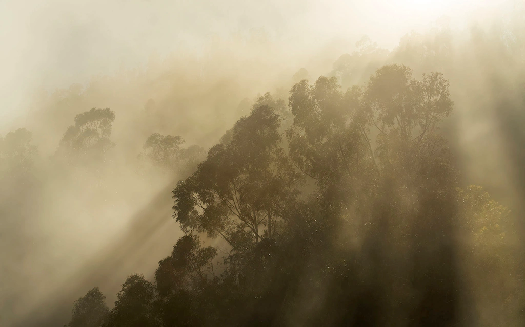 Komar Fototapete »Digitaldruck Vlies - Foggy Sunshine - Größe 400 x 250 cm« günstig online kaufen