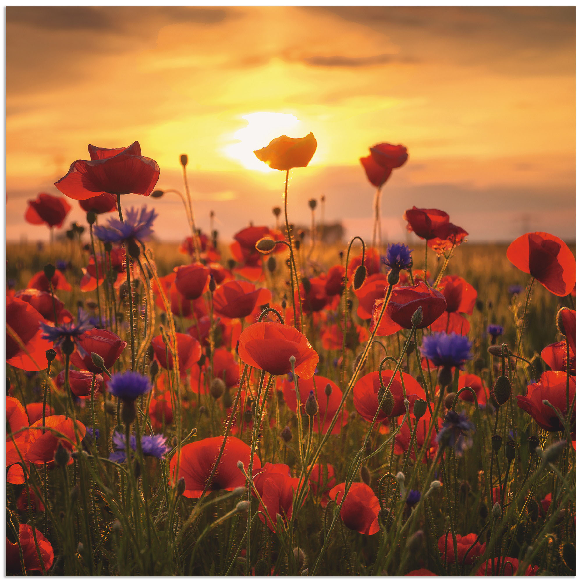 Artland Wandbild "Mohnblumen im Abendlicht", Blumen, (1 St.), als Alubild, günstig online kaufen