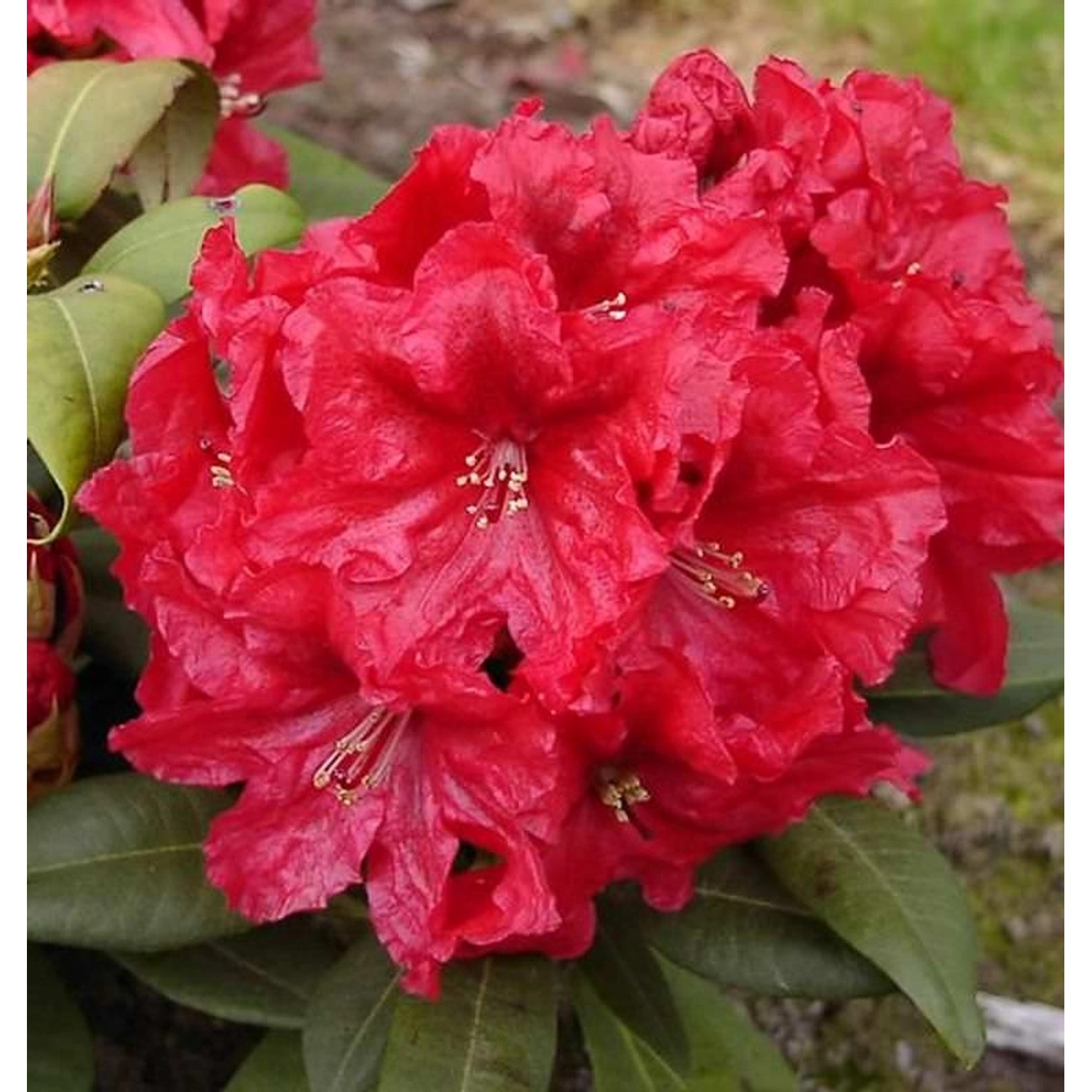 INKARHO - Großblumige Rhododendron Rabatz 25-30cm - Alpenrose günstig online kaufen