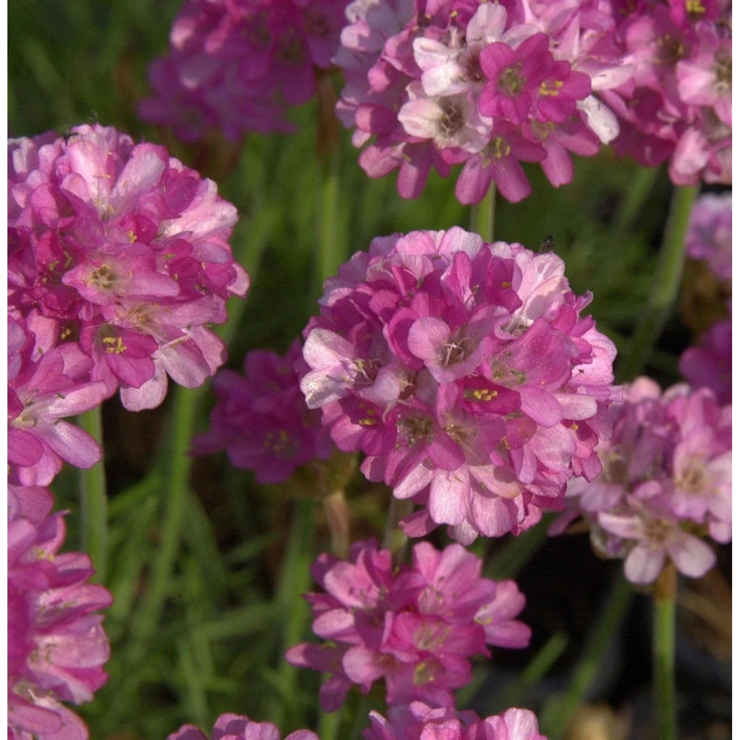 Strandnelke Frühlingszauber - Armeria maritima günstig online kaufen