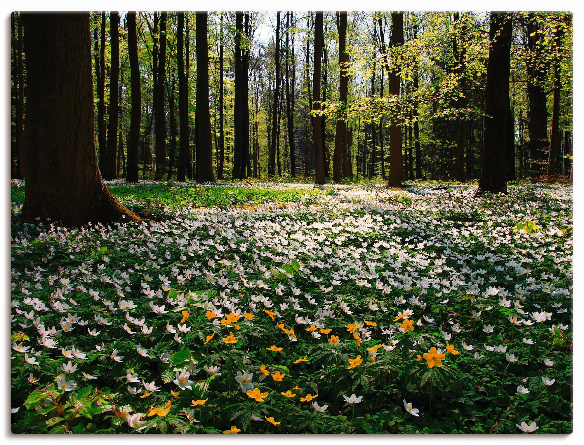 Artland Wandbild "Frühlingswald bedeckt mit Windröschen", Wald, (1 St.) günstig online kaufen