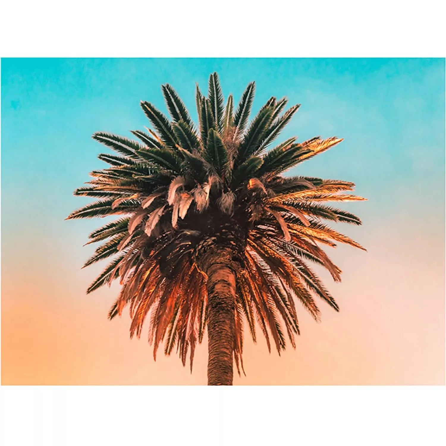 Komar Wandbild Palm Tree 40 x 30 cm günstig online kaufen