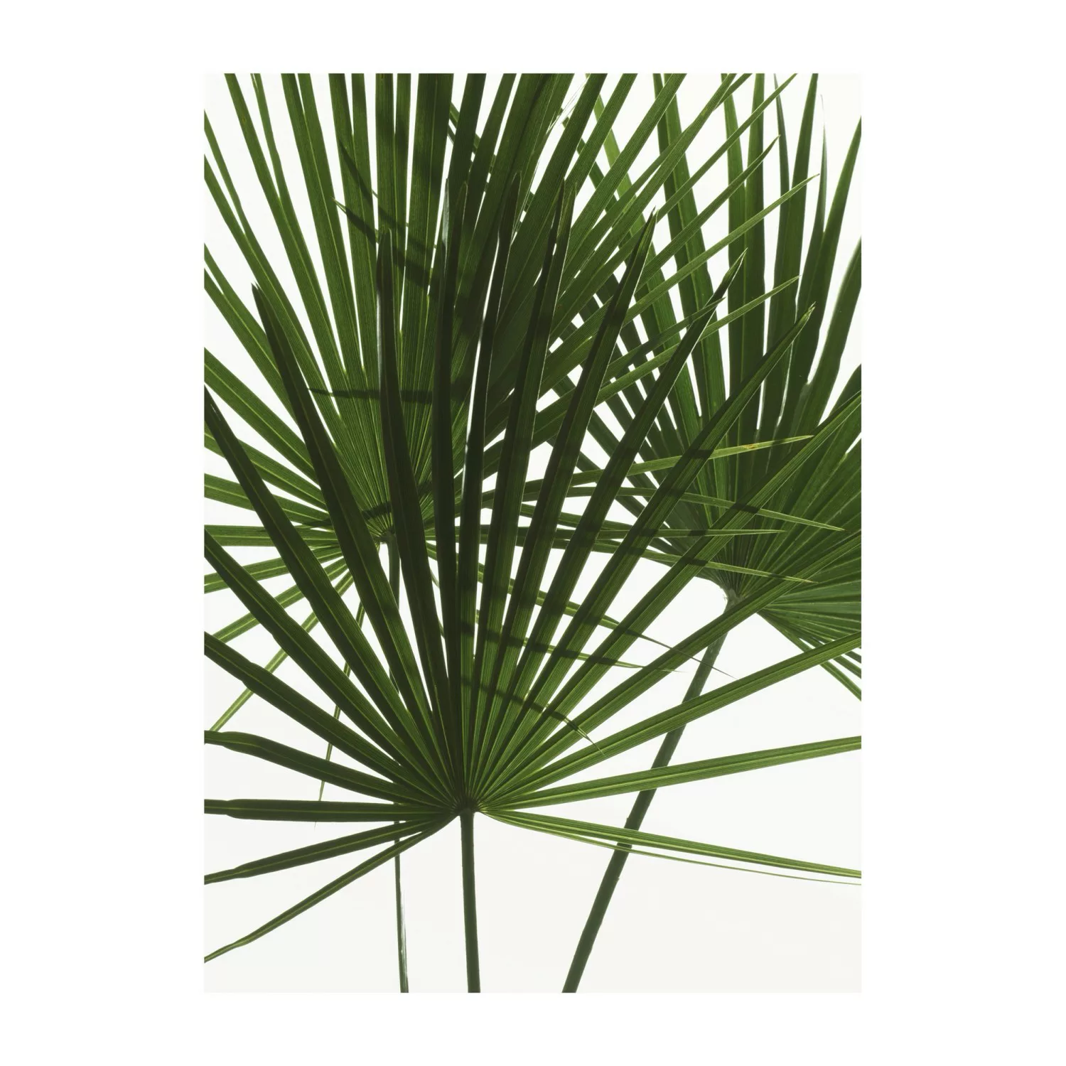 Komar Wandbild Palmtree Leaves 30 cm x 40 cm günstig online kaufen