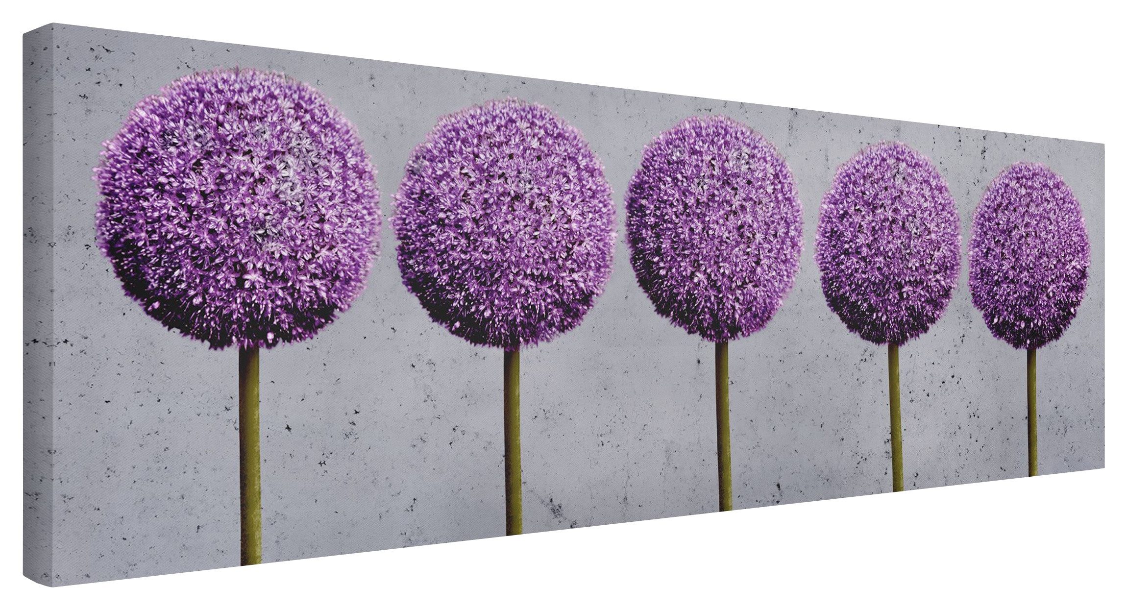 Bilderdepot24 Leinwandbild Blumen Modern Natur Allium günstig online kaufen