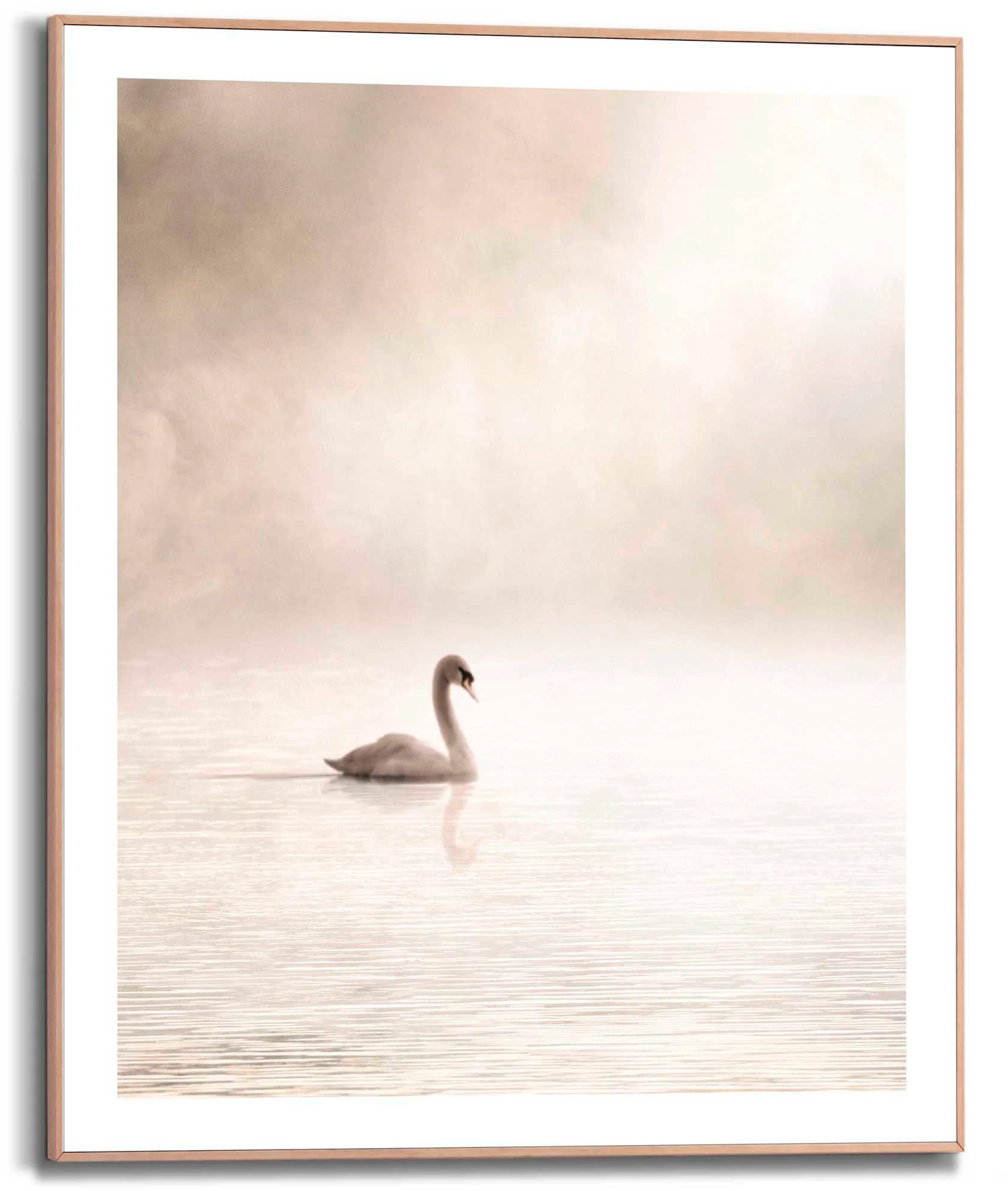 Reinders Poster "Schwan im Nebel" günstig online kaufen