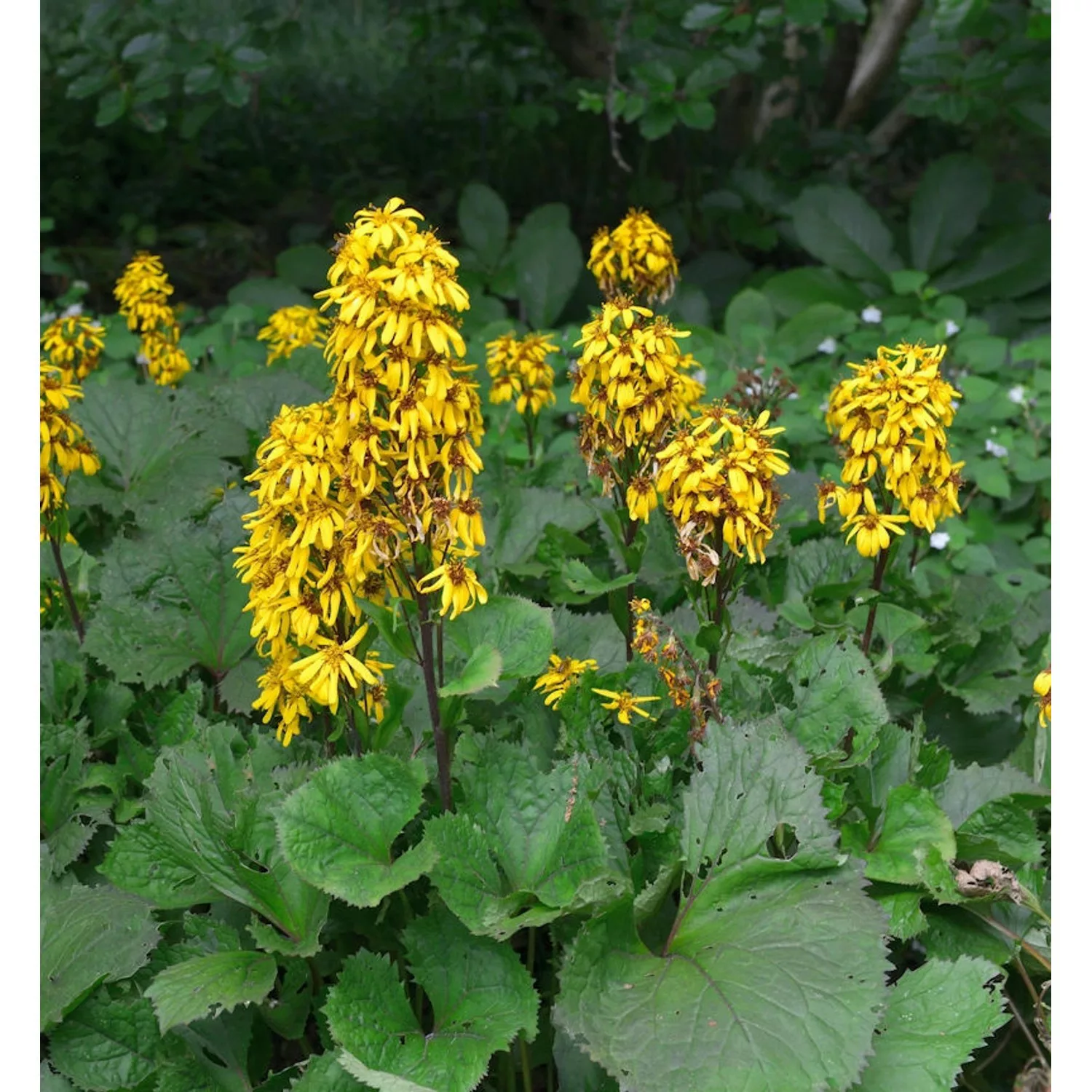 Hessisches Kreuzkraut - Ligularia hessei günstig online kaufen