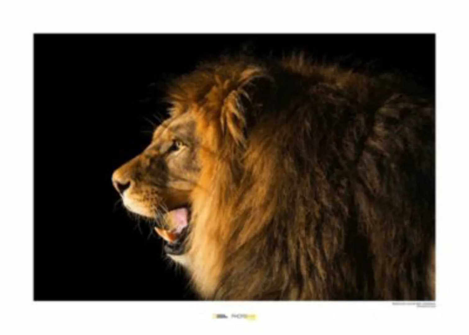 KOMAR Wandbild - Barbary Lion - Größe: 70 x 50 cm mehrfarbig Gr. one size günstig online kaufen