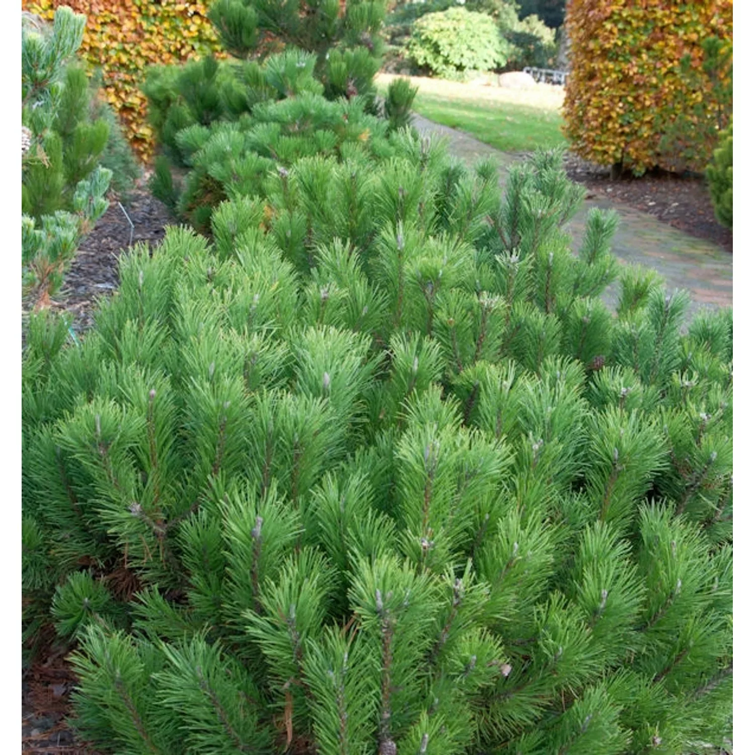 Zwerg Bergkiefer 25-30cm - Pinus mugo günstig online kaufen