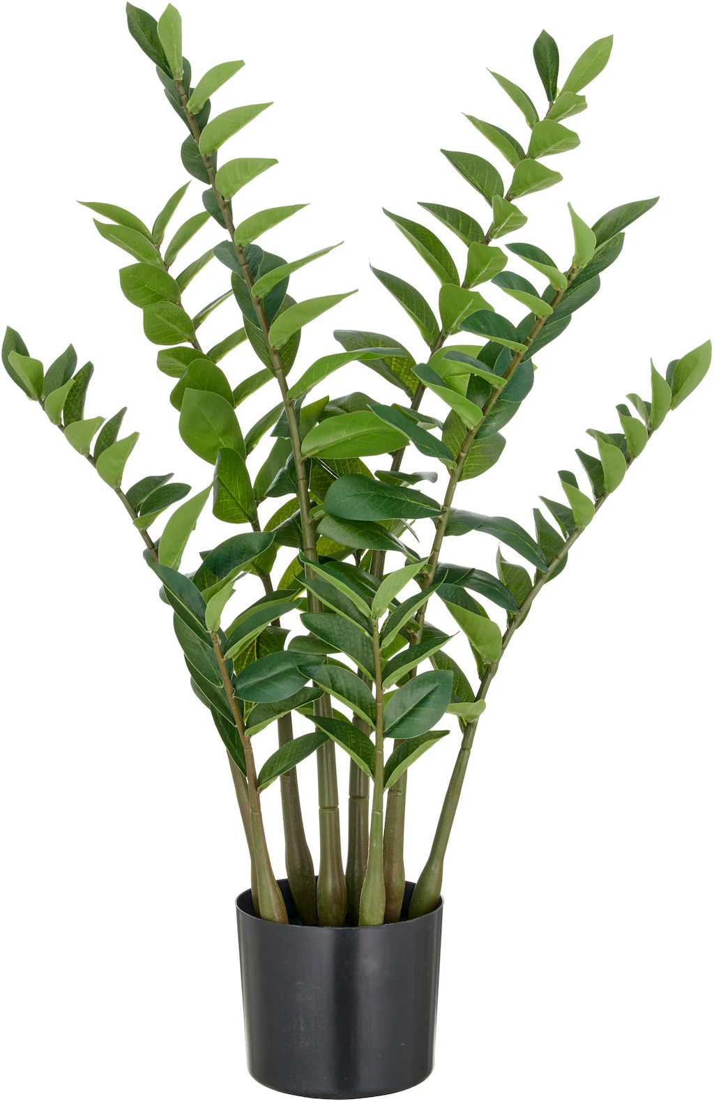 Creativ green Kunstpflanze "Zamifolia", mit detailgetreuer Gestaltung günstig online kaufen
