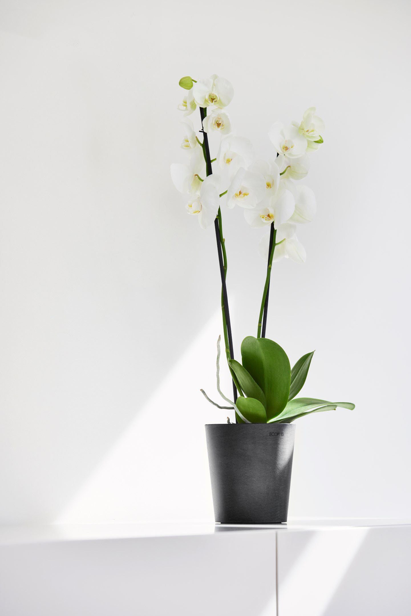 ECOPOTS Blumentopf Morinda, ØxH: 14,2x16 cm günstig online kaufen