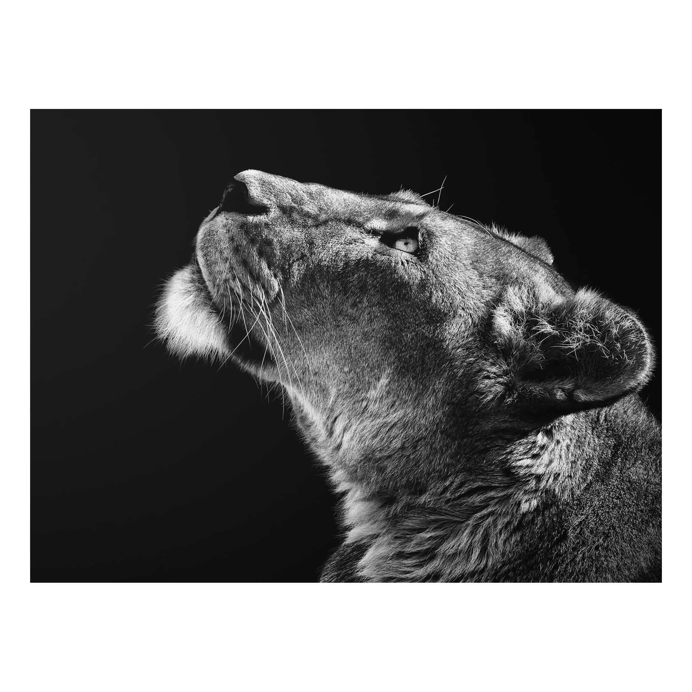 Alu-Dibond Bild Schwarz-Weiß - Querformat 4:3 Portrait einer Löwin günstig online kaufen