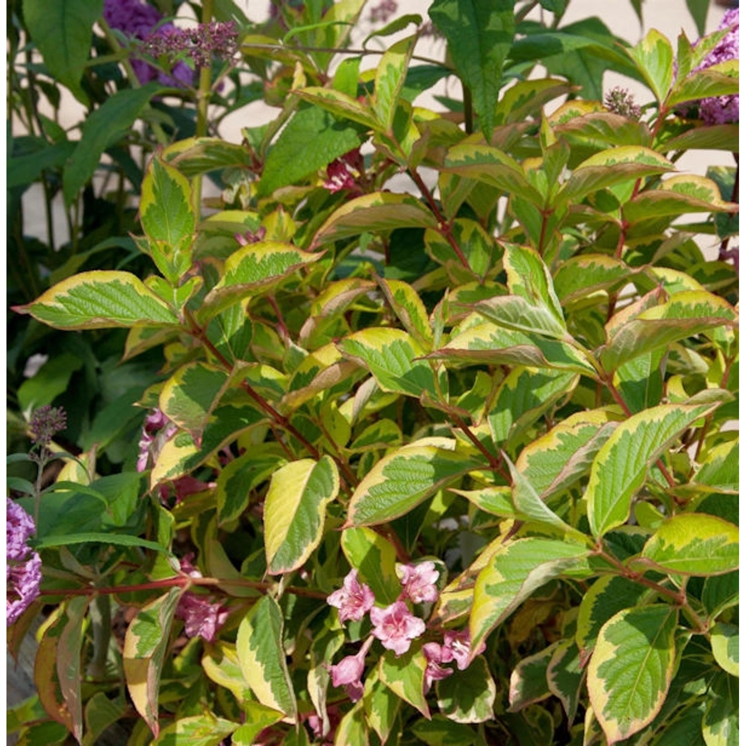 Buntblättrige Weigelie 40-60cm - Weigela florida günstig online kaufen