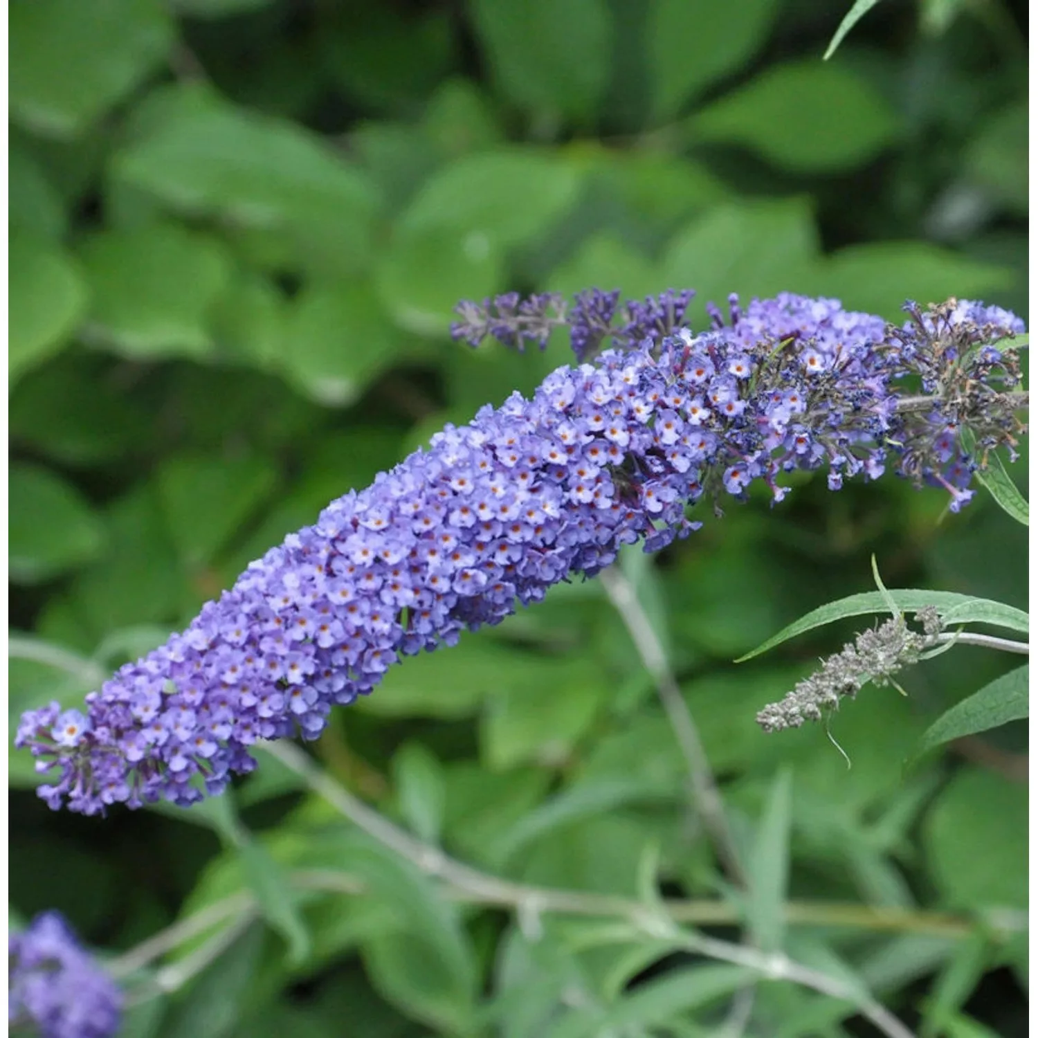 Schmetterlingsflieder Summer Bird Sky Blue 30-40cm - Buddleja günstig online kaufen