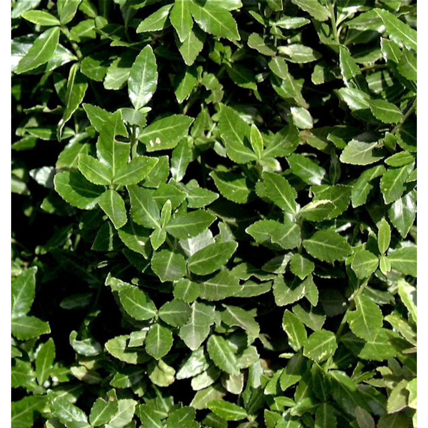 10x Kriechspindel radicans 10-15cm - Euonymus fortunei günstig online kaufen