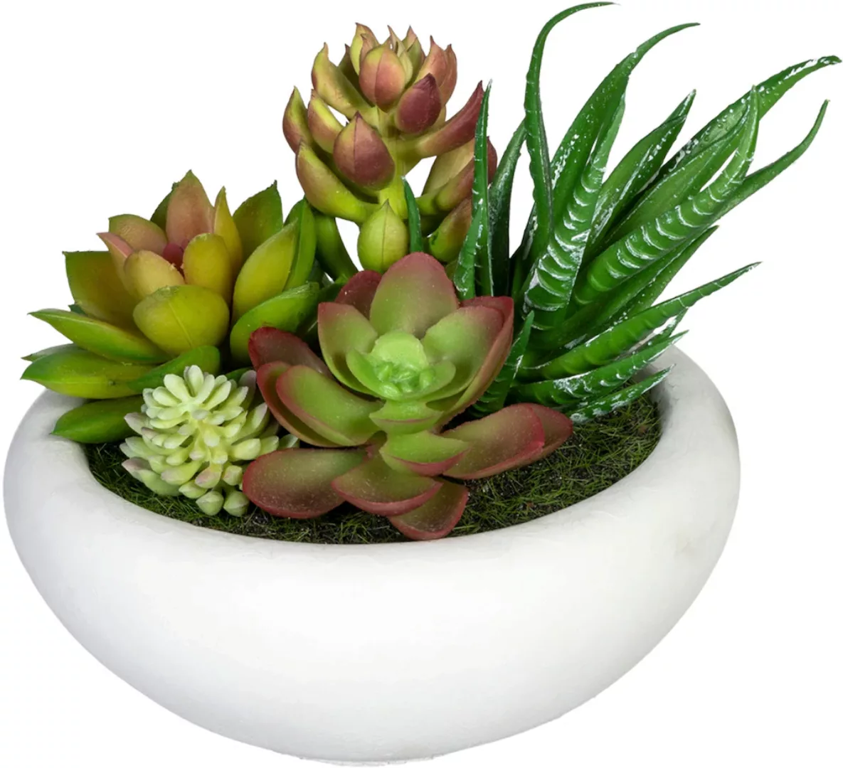 Creativ green Künstliche Zimmerpflanze "Sukkulentenarrangement", im Zementt günstig online kaufen