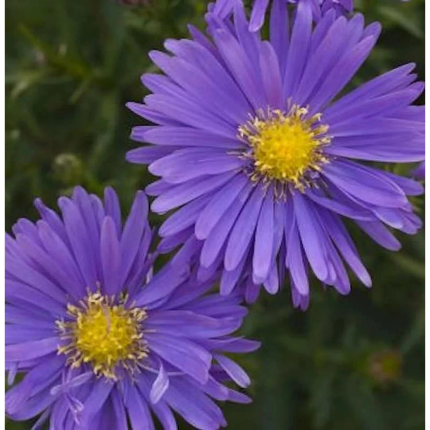 Kissenaster Blauer Gletscher - Aster alpinus günstig online kaufen