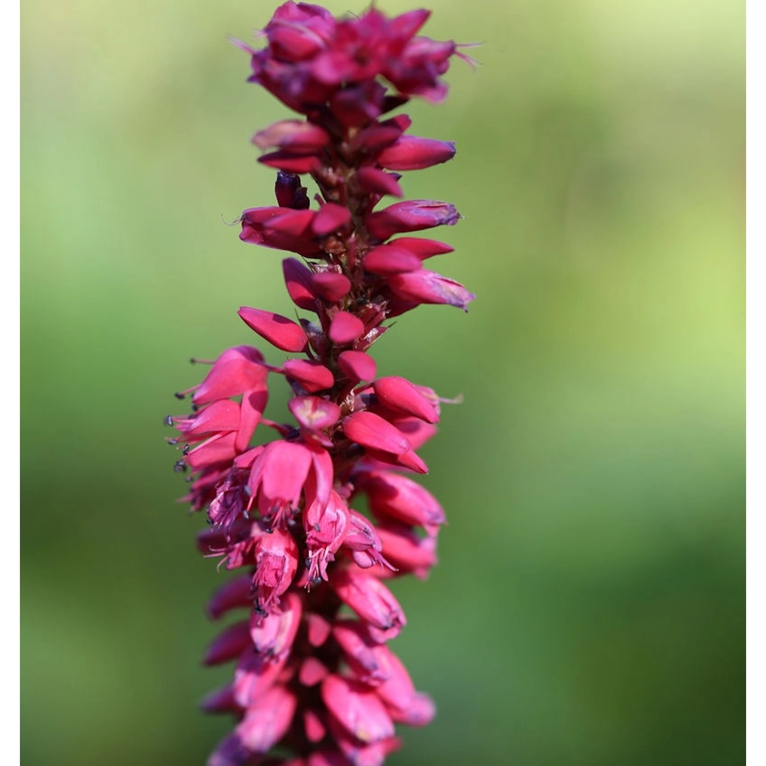 Kerzenknöterich Taurus - Persicaria amplexicaulis günstig online kaufen