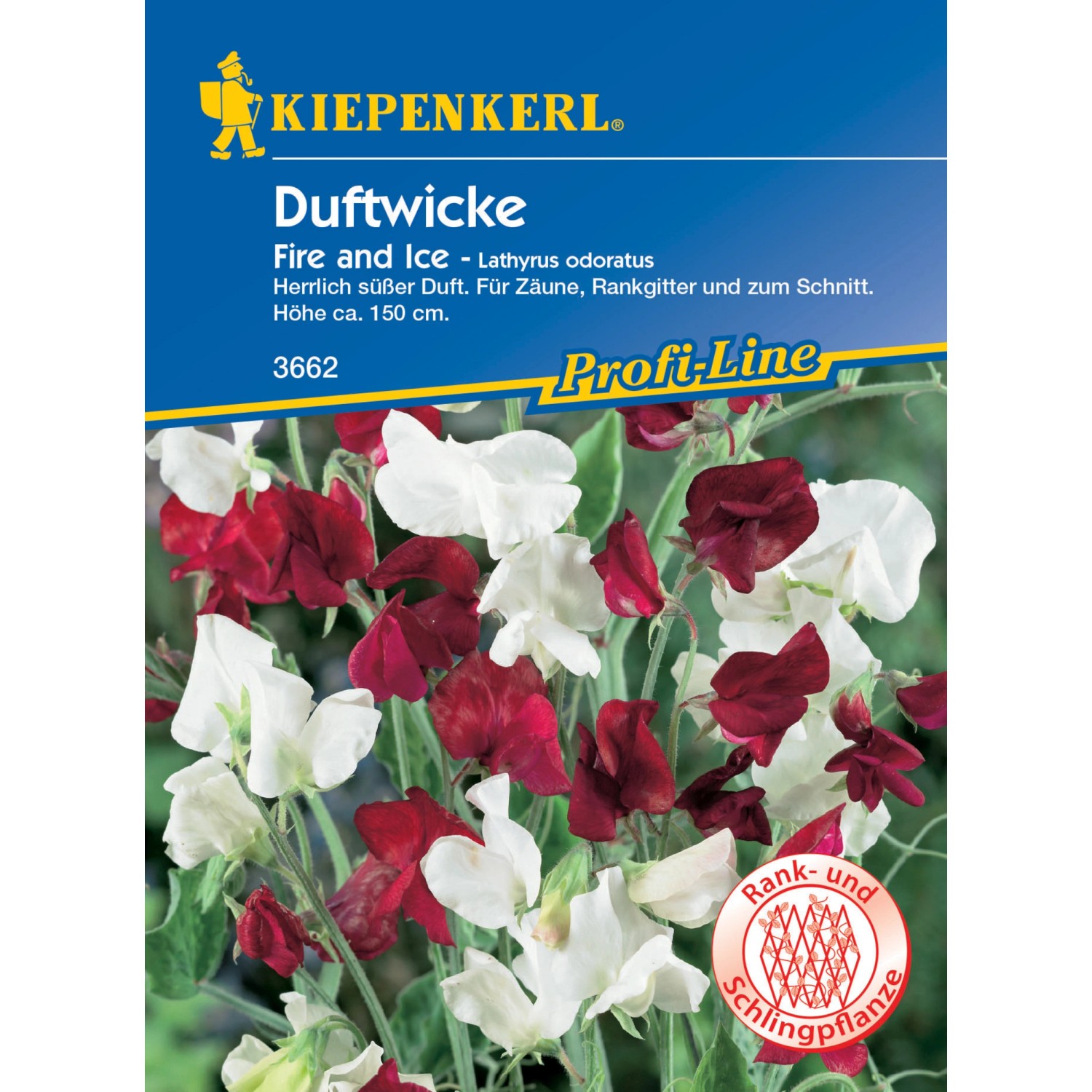 Kiepenkerl Duftwicke Fire and Ice Lathyrus odoratus günstig online kaufen